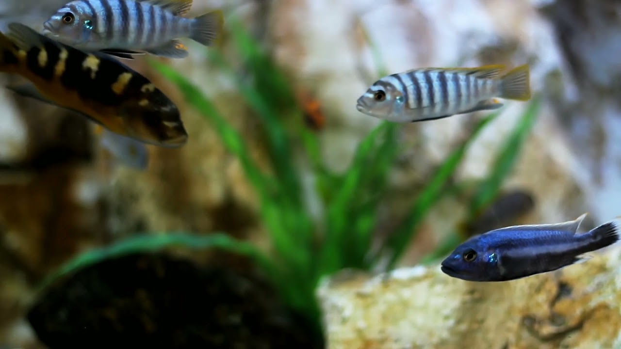 World Reef Fish Coral Reefs Around The World Great Barrier Reef – We Around The