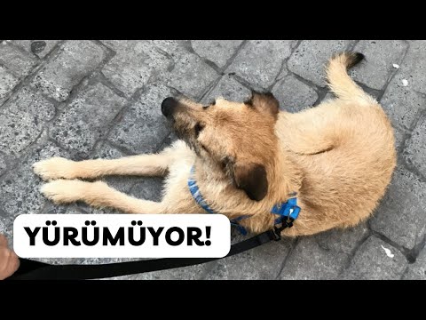 Video: Köpeklerle Yürüyüş İçin İpuçları