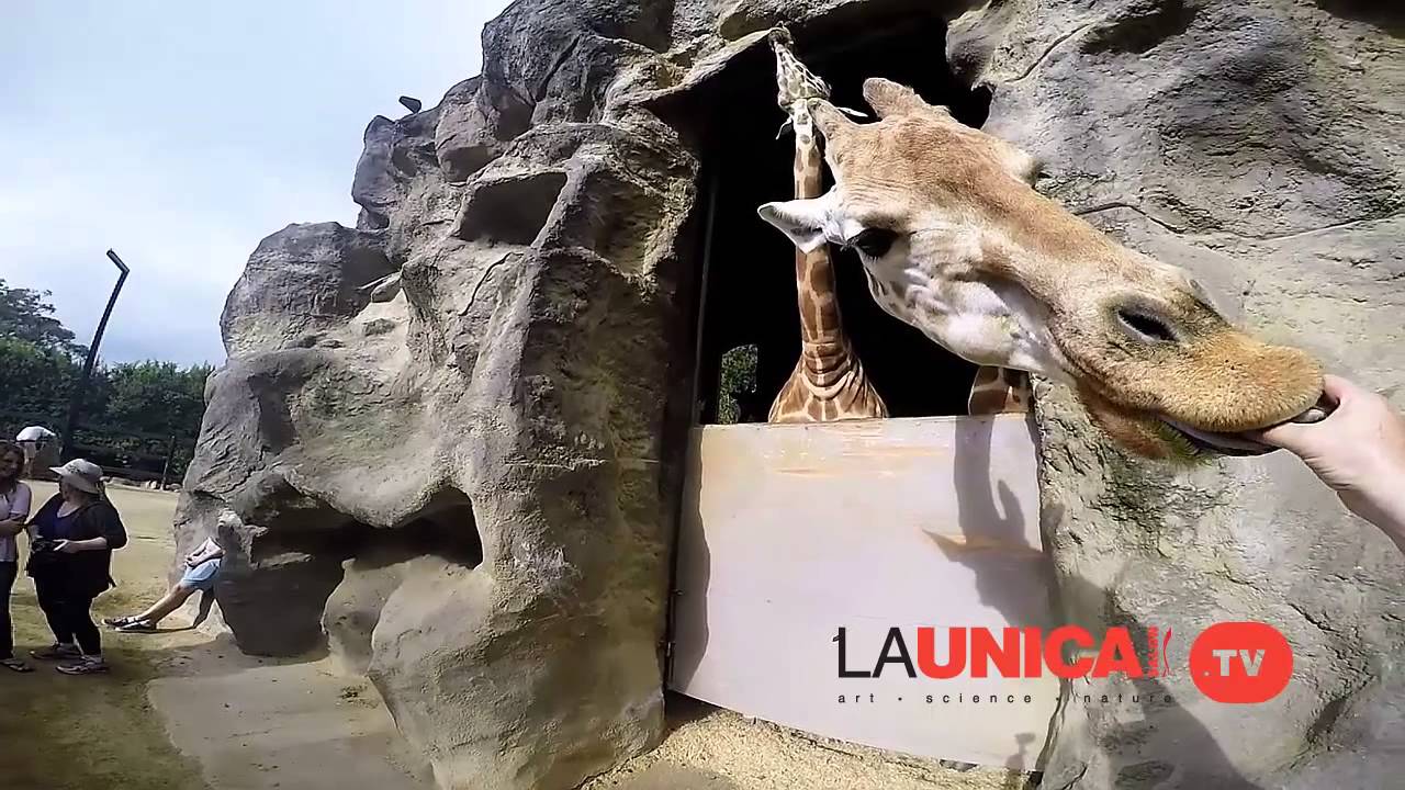 Team Christmas Party 2015 Roar & Snore Taronga Zoo La Unica Salon