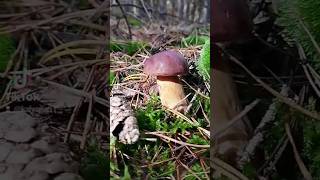 Mushroommushroom nature forest funghi houby boletus гриби hribi