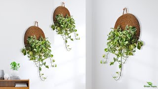 Easy and Affordable Wall Hanging Plant Decor Ideas | Wall Hanging Plants//GREEN PLANTS