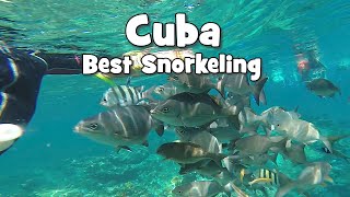 Incredible Snorkeling in Cuba!
