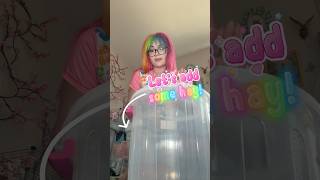 add some hay for my new hay holder! 🐹💖 #enchanteddizzyszoo #exoticpets #guineapig