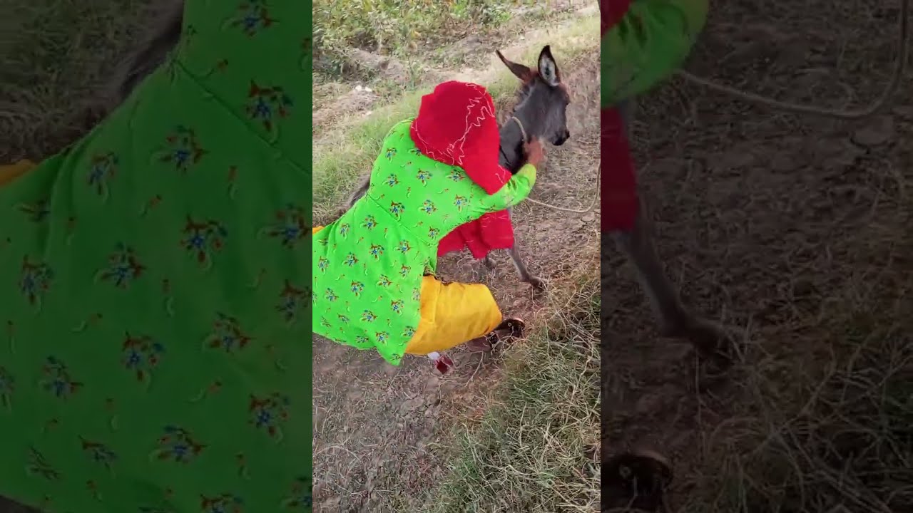 My Cute Donkey Funny Moments | Daily Animal Vlog #nature #donkeyfunny
