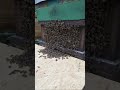 Bienenschwarm einlaufen lassen kurz LIVE dabei 19.05.2023