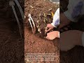 Harvesting Wild Termite Mushrooms: Digging Up Long-Stemmed Delicacies