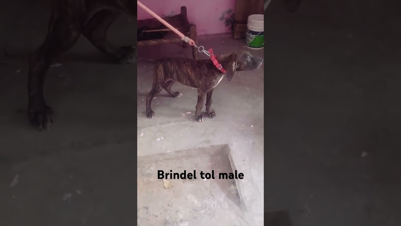 Top quality 4 month brindle male 7027100308 