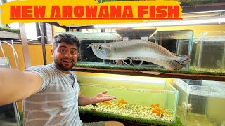 finally new arowana fish added  #arowana #fishpetsvlog