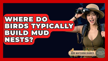 Where Do Birds Typically Build Mud Nests? - Bird Watching Diaries