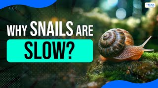 😯DID YOU KNOW? Snails Can Sleep For YEARS 💤| Letstute
Discover how snails contribute to their environments, the different habitats they thrive in, and some of the most unique snail species found across the planet. This video is a treasure trove of facts that will entertain and educate you. Get ready to explore the slow, slimy, but spectacular world of snails!
#snails #creatures #educationalvideos #didyouknow #didyouknowfacts
Don’t forget to like, subscribe, and share this video 📢
Stay tuned for more exciting explorations into natures wonders 🌱
📱 Stay Connected with us on
Instagram: https://bit.ly/3oUoQqc
Facebook: https://bit.ly/3LHYMrj 😯DID YOU KNOW? Snails Can Sleep For YEARS 💤| Letstute