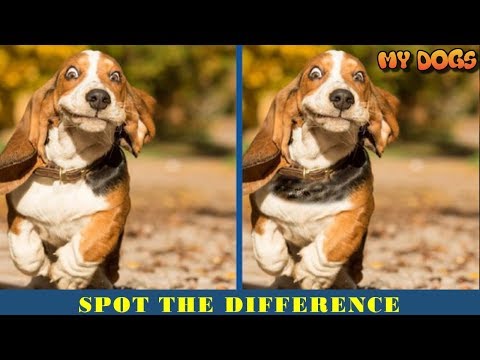Find The Difference Dog Spot The Difference Can You Find - 