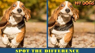 Find The Difference Dog | Spot The Difference | Can You Find All Difference In 15S?PT.1 screenshot 5