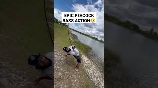 EPIC PEACOCK BASS ACTION!!!
