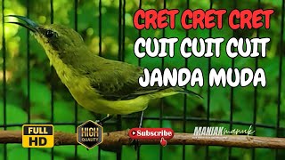 Download Lagu PANGGILAN SOGON BETINA BIRAHI MEMIKAT SOGON JANTAN  part 2 MP3