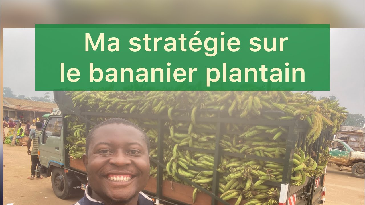 Voici 5 techniques pour réussir la culture du bananier plantain !