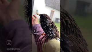 The Mouth, my European Starling, Singing in slo-mo… Resimi