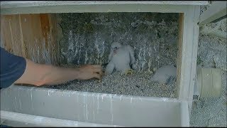 Great Spirit Bluff Falcon Cam ~ Banding Day ~ Removal Of Eyases From Nest Box Part 1 5.27.18