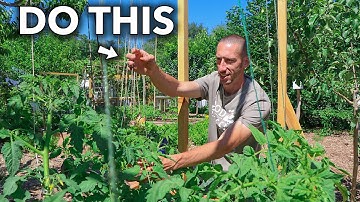 This Clever Technique of Trellising Tomatoes Will Change Your Life...