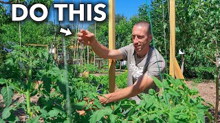 This Clever Technique of Trellising Tomatoes Will Change Your Life...