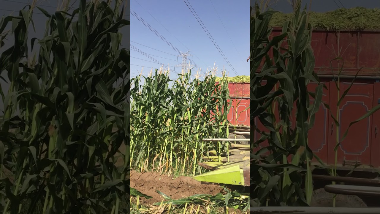 chopping corn in mud YouTube