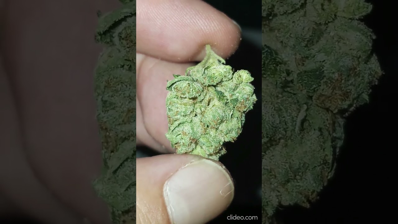 Hotbox Paris OG 3.5G