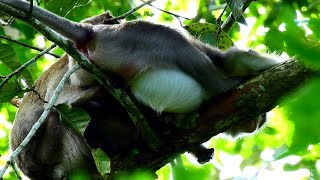 Oops Whats This? Why Monkey Sleeping Like This Looking Very Big Belly Maybe Pregnant