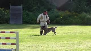 French Ring (Mondioring) Decoy #k9