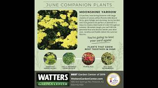 June Companion Plants - Moonshine Yarrow How To Grow Moonshine Yarrow