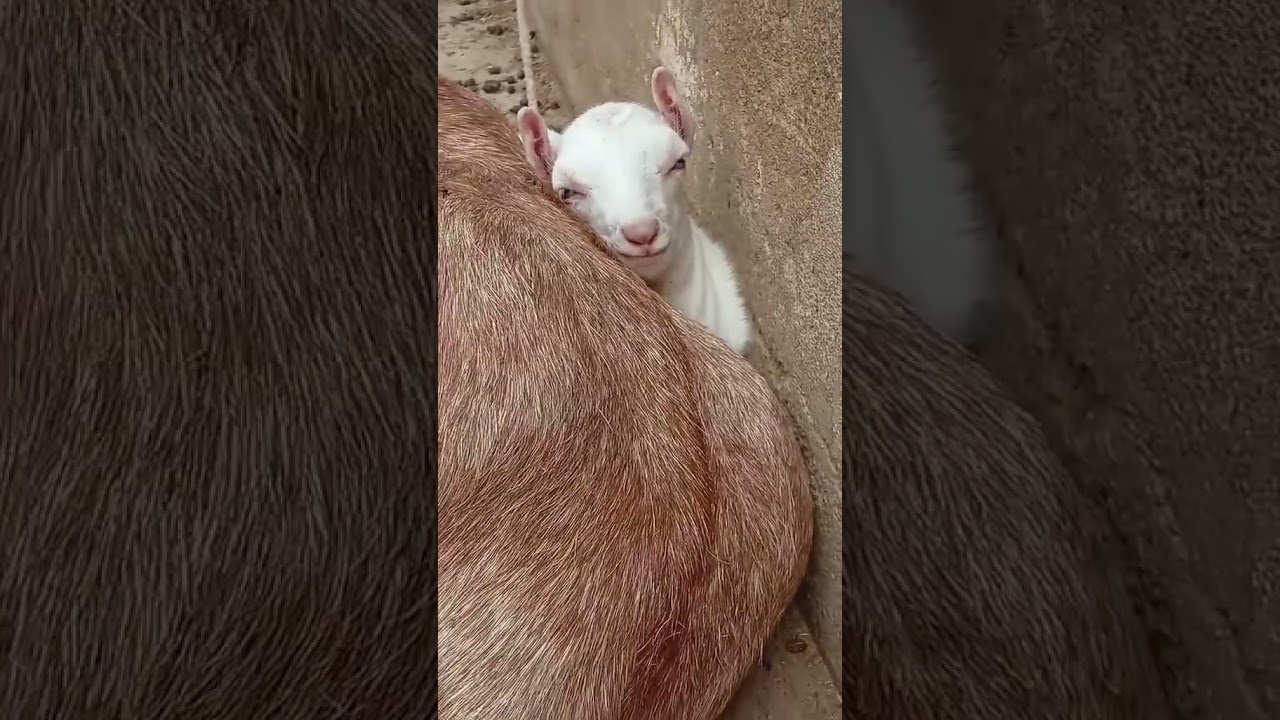 sub baty bakta ya bakri