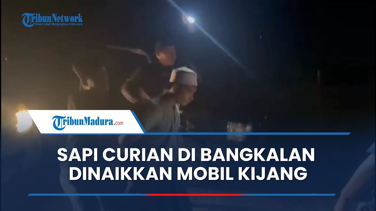 NYARIS DIJUAL PENCURI, SAPI DI BANGKALAN Berhasil Diamankan Polisi Dinaikkan Mobil Kijang