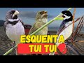 PIADO DE FÊMEA DE COLEIRO- CANTO DO DE COLEIRO TUI TUI PARA TREINAMENTO ESQUENTAR COLEIRO TUI TUI