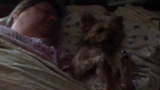 Hey, The Dog (Bed Warmer) Is Getting A Little Too Comfortable in Bed