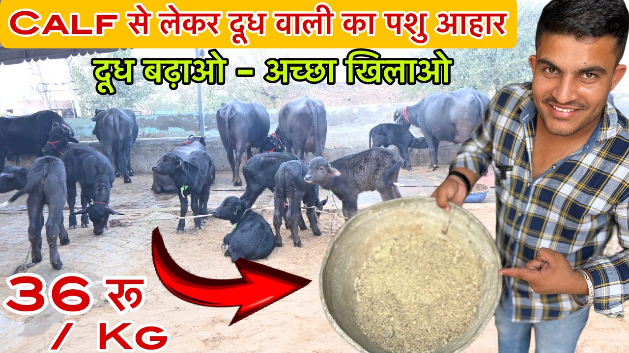 Calf से लेकर दूध वाली का फीड - 36 रूपए में एक किलो । Parkash Feed 📞 84000-08447
