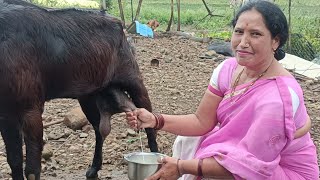 Morning Goats Milk Milking By Hands