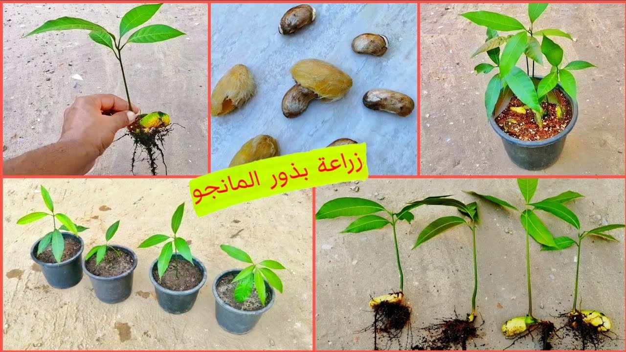 طريقة زراعة المانجو بالبذرة في المنزل  how to grow mango seeds