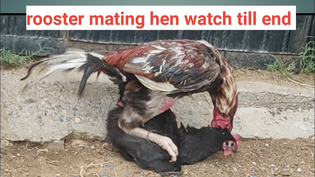 rooster mating hen|rooster crossing female hen|rooster sex|