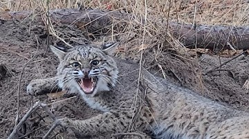 First Bobcat trapped!