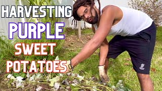 Harvesting Purple Sweet Potatoes: Not what I expected…