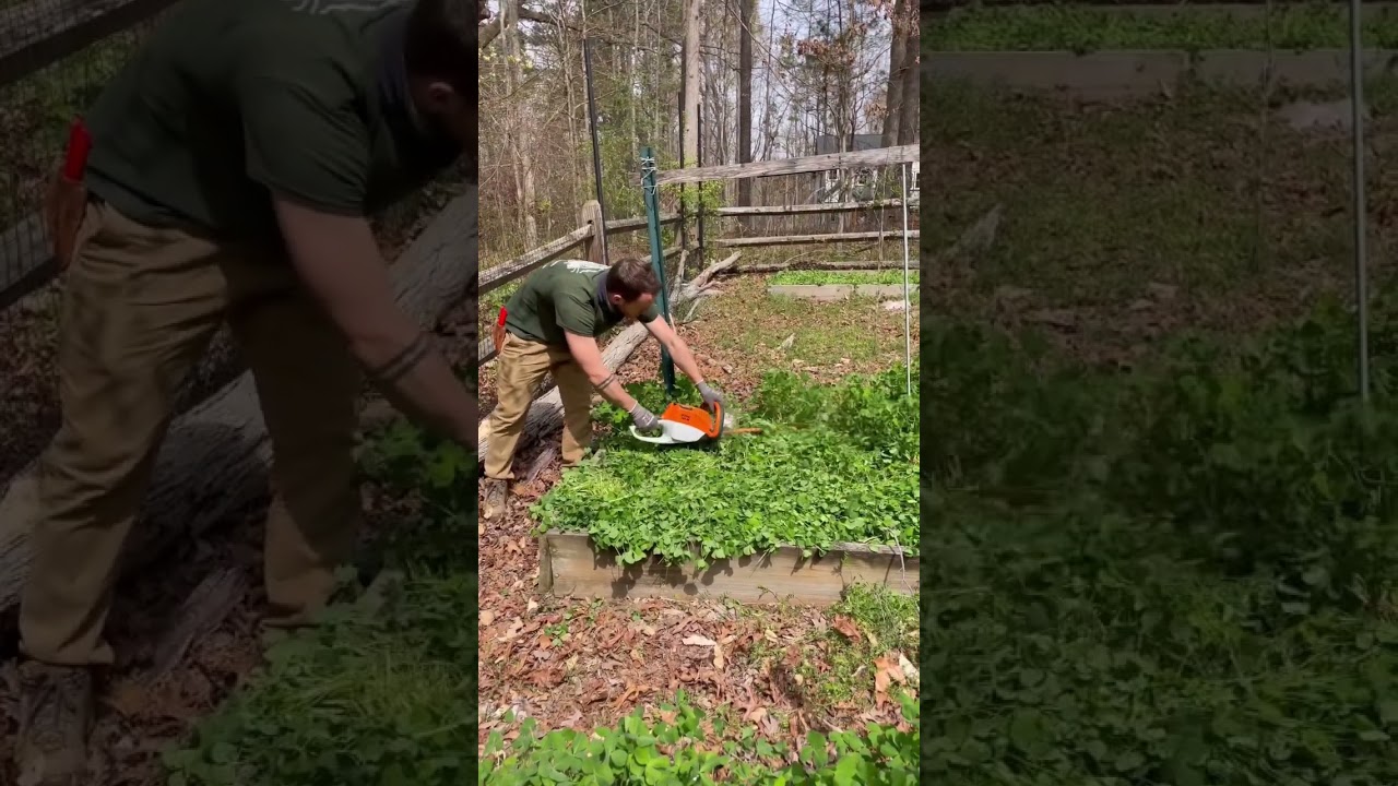 Cutting back clover cover crop 