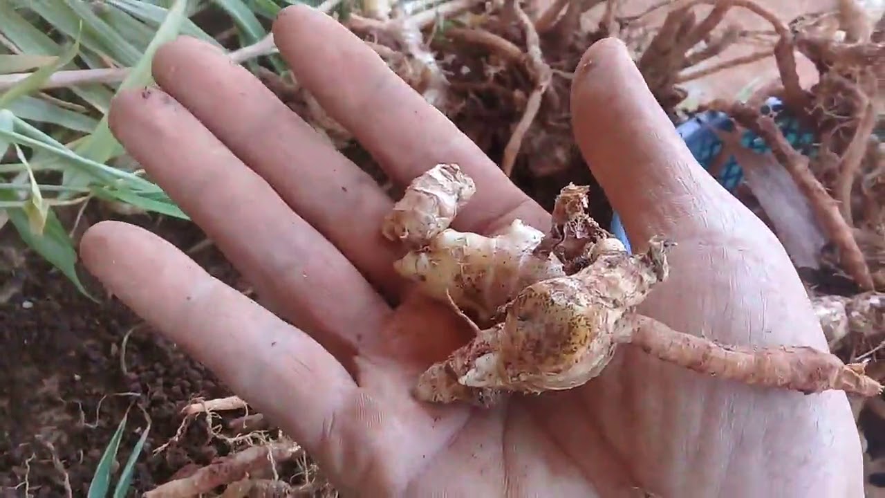 Panen Jahe Emprit di Lahan Terbuka Tanpa Pupuk Tapi Hasilnya Bagus Part 2