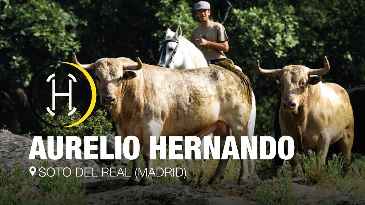 Vente a la ganadería de AURELIO HERNANDO. Un privilegio de la sierra de Madrid