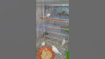 java sparrow soft food