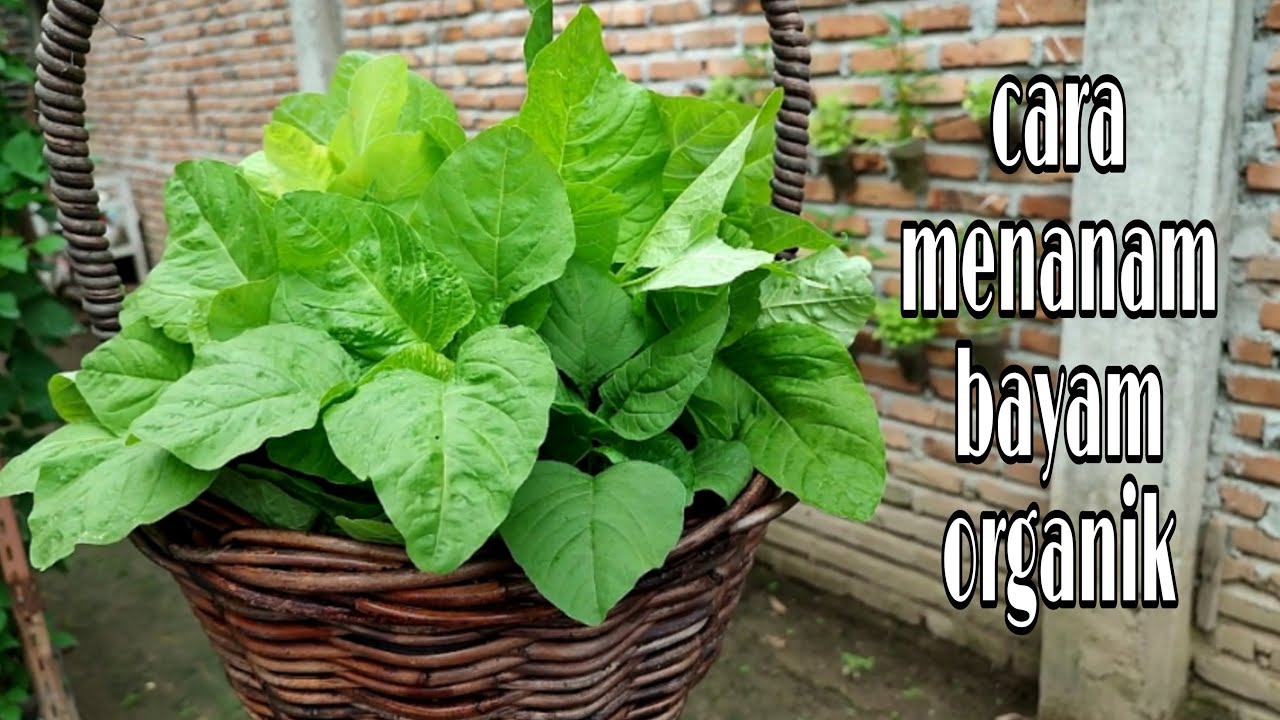 Cara Menanam Bayam Secara Organik Dari Semai Sampai Panen