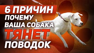 видео: Собака тянет поводок, что делать? картинка: Собака тянет поводок, что делать?