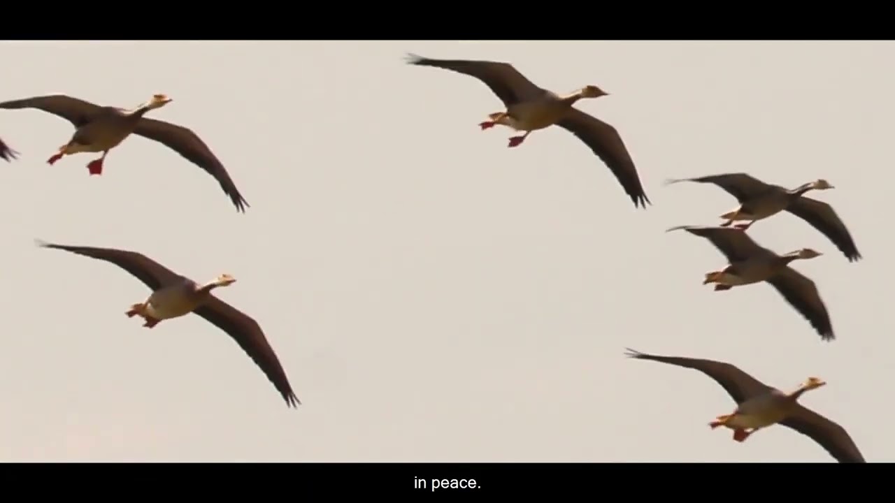 Bar Headed Goose   The Magnificent Migrator A short documentary film FullHD English Subtitle