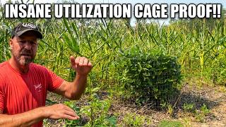 MEGA FOOD PLOT UPDATE: Corn & Soybean Food Plot Updates!