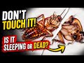 Don't Touch It! Is it Sleeping or Dead?