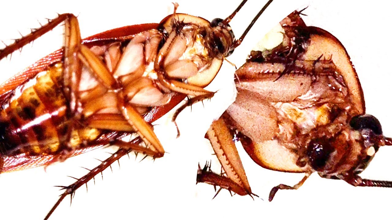 Don't Touch It! Is it Sleeping or Dead?