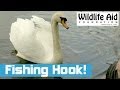 Swan with Fishing Tackle Caught on its Tongue
