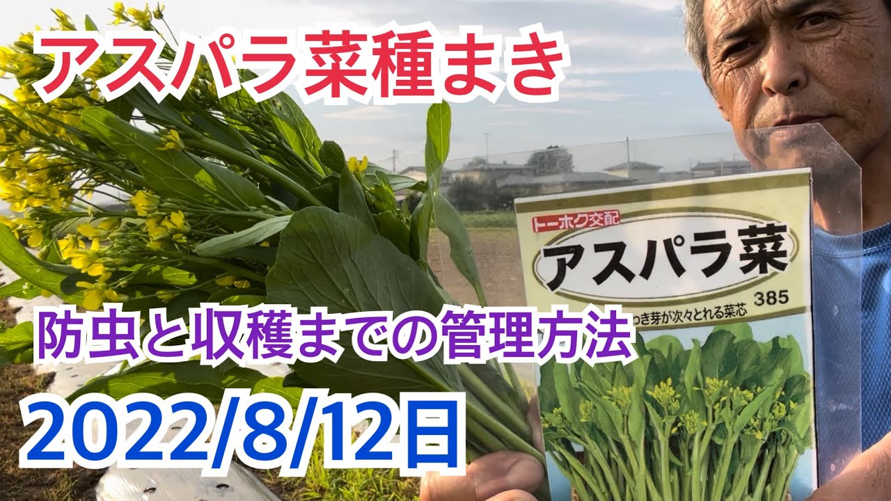 アスパラ菜種まき 種まき 防虫 追肥 収穫までの管理方法 Youtube